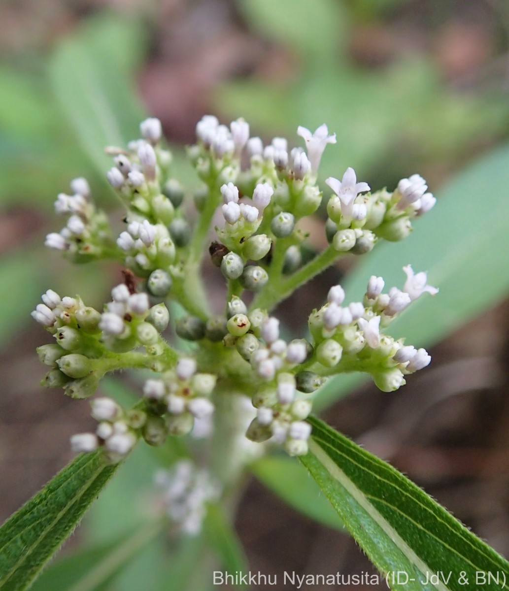 Knoxia sumatrensis (Retz.) DC.